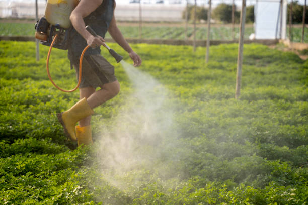 Best Pest Control for Restaurants  in Gold Canyon, AZ