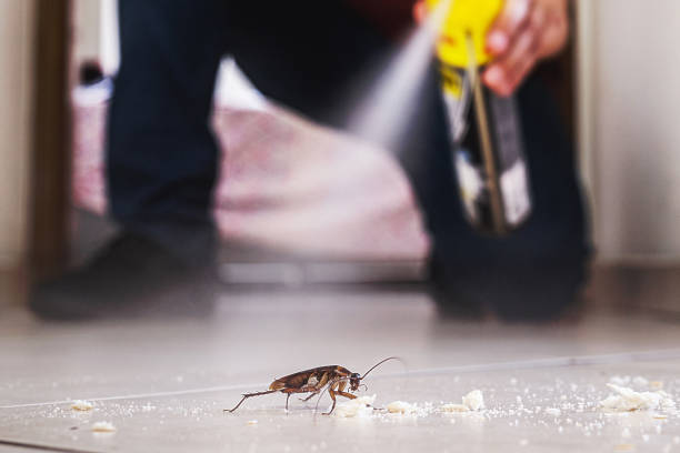 Best Pest Control Near Me in Gold Canyon, AZ