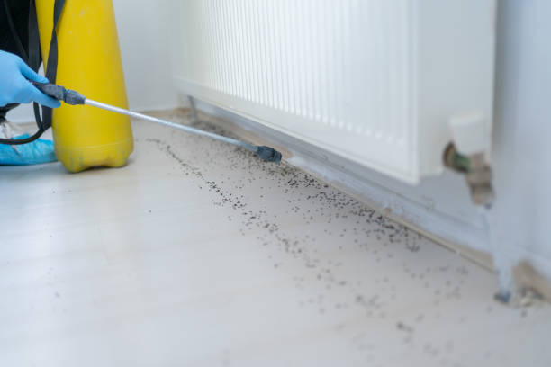 Pest Control for Restaurants in Gold Canyon, AZ