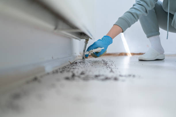 Best Wasp Removal Services  in Gold Canyon, AZ